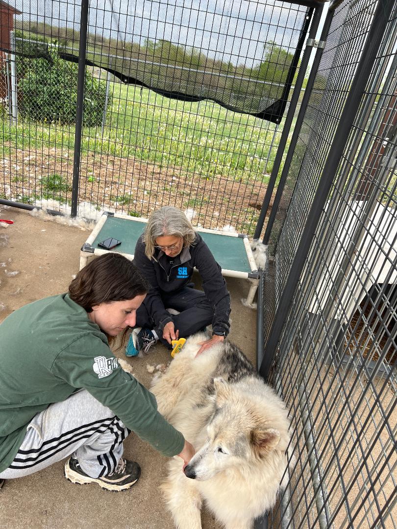 SCARS... - SCARS (Second Chance Animal Refuge Society)