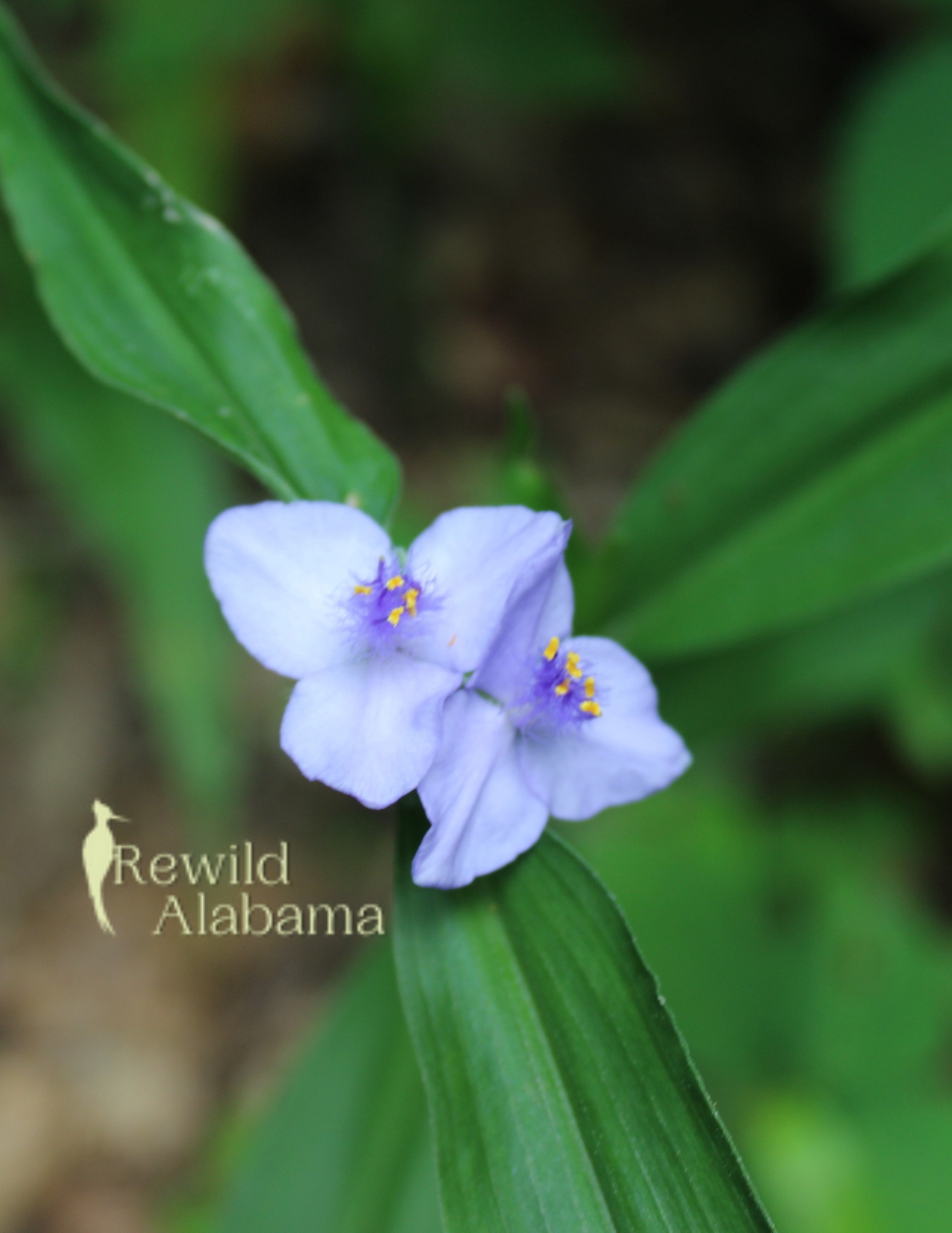Native Wildflower Spotlight: Zigzag Spiderwort (Tradescantia