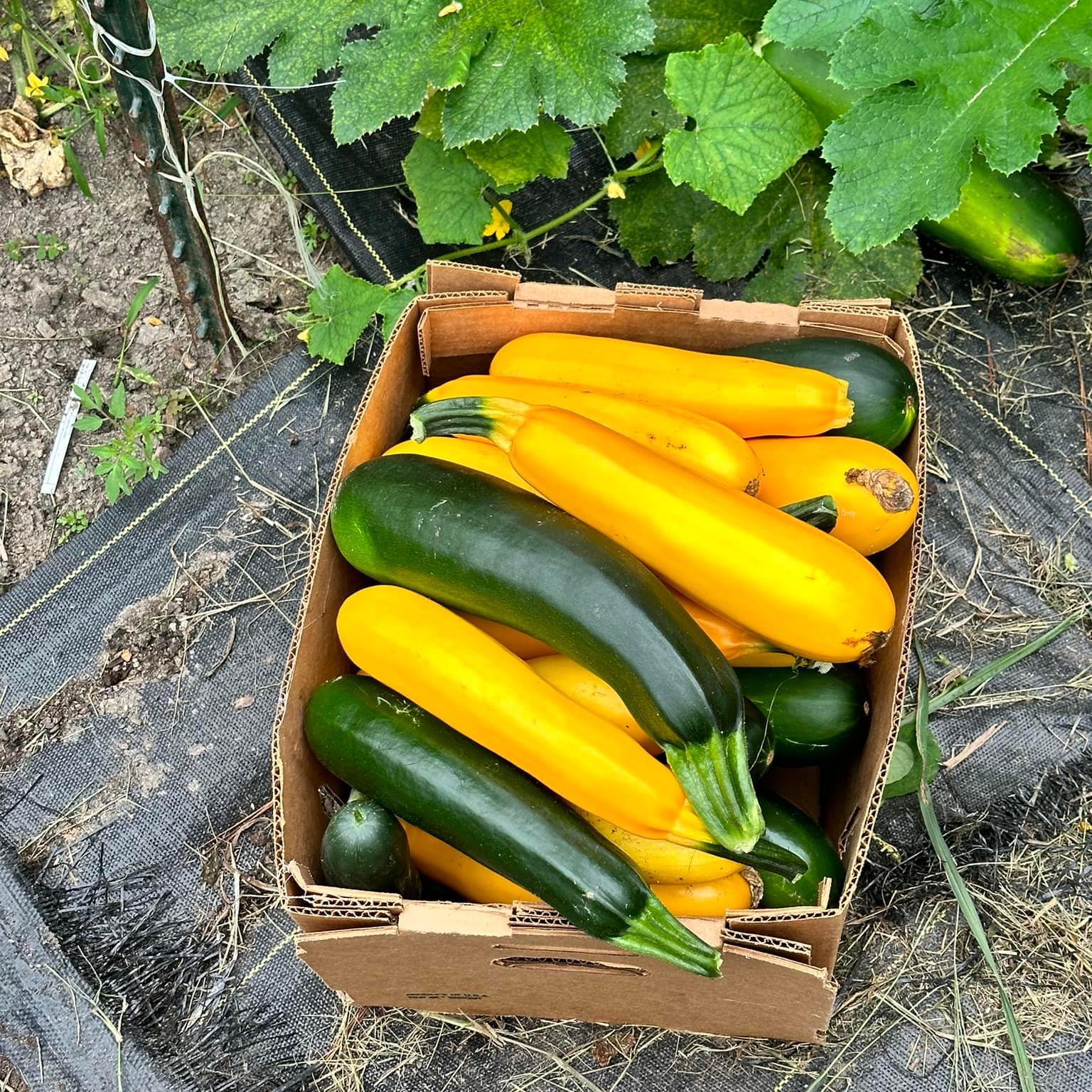 WASTE 2 WEALTH : Living soil #gerardsgreengarden #wastereduction # ...