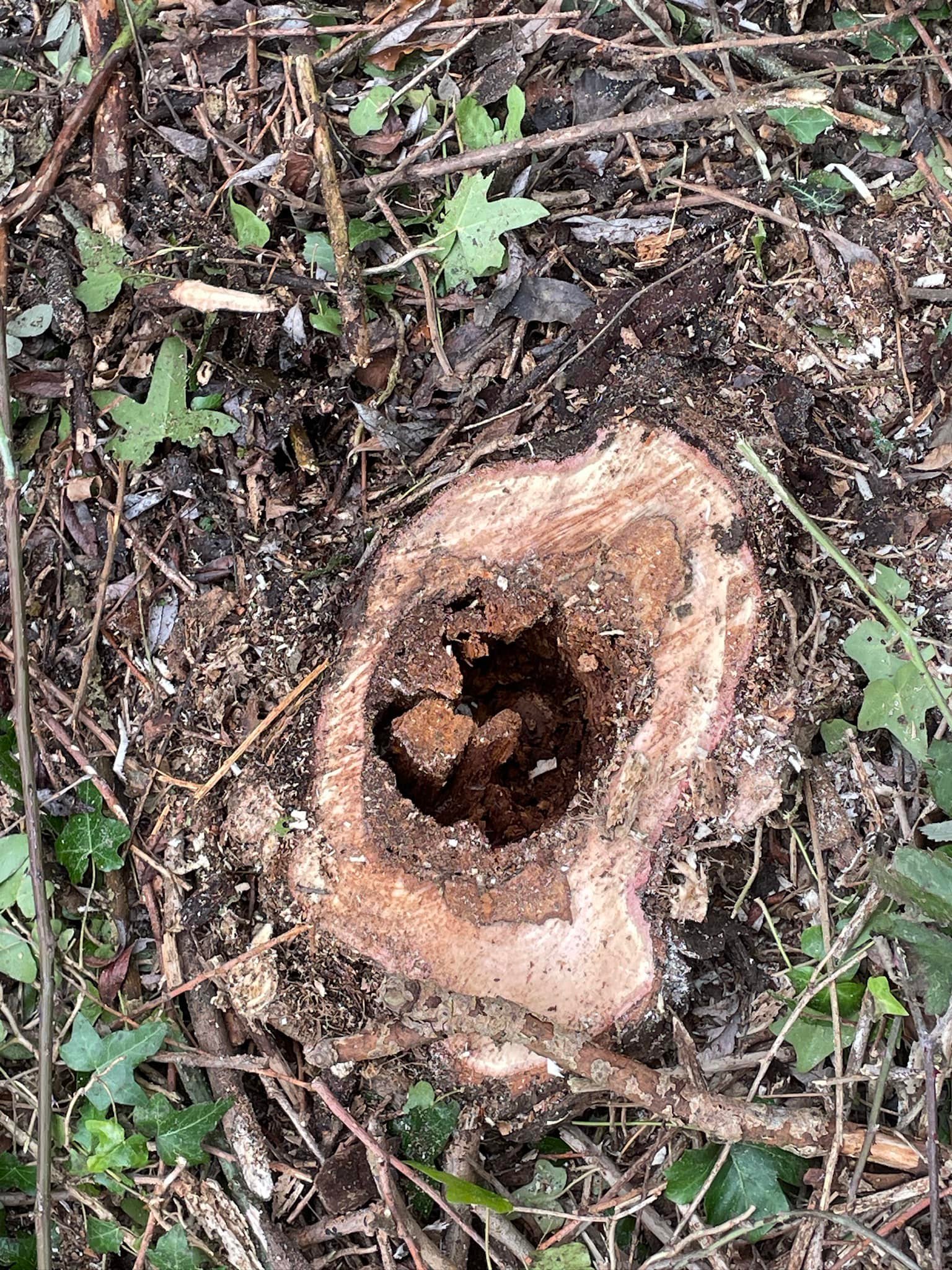 Buckingham - Sharing some of the pictures of trees. The darker area is ...