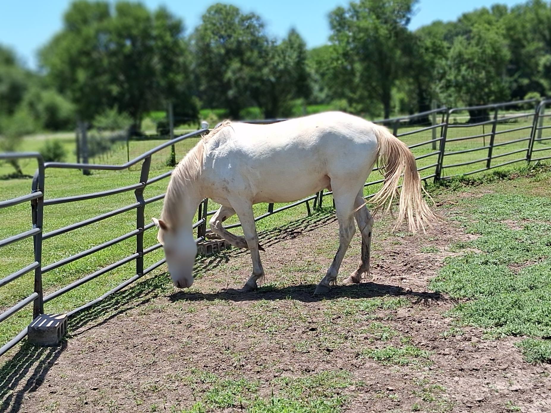 Jackson Ranch Stables | El Dorado KS
