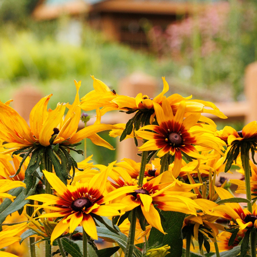 Echibeckia 'Summerina Blazing Fire' at Missouri Botanical Garden