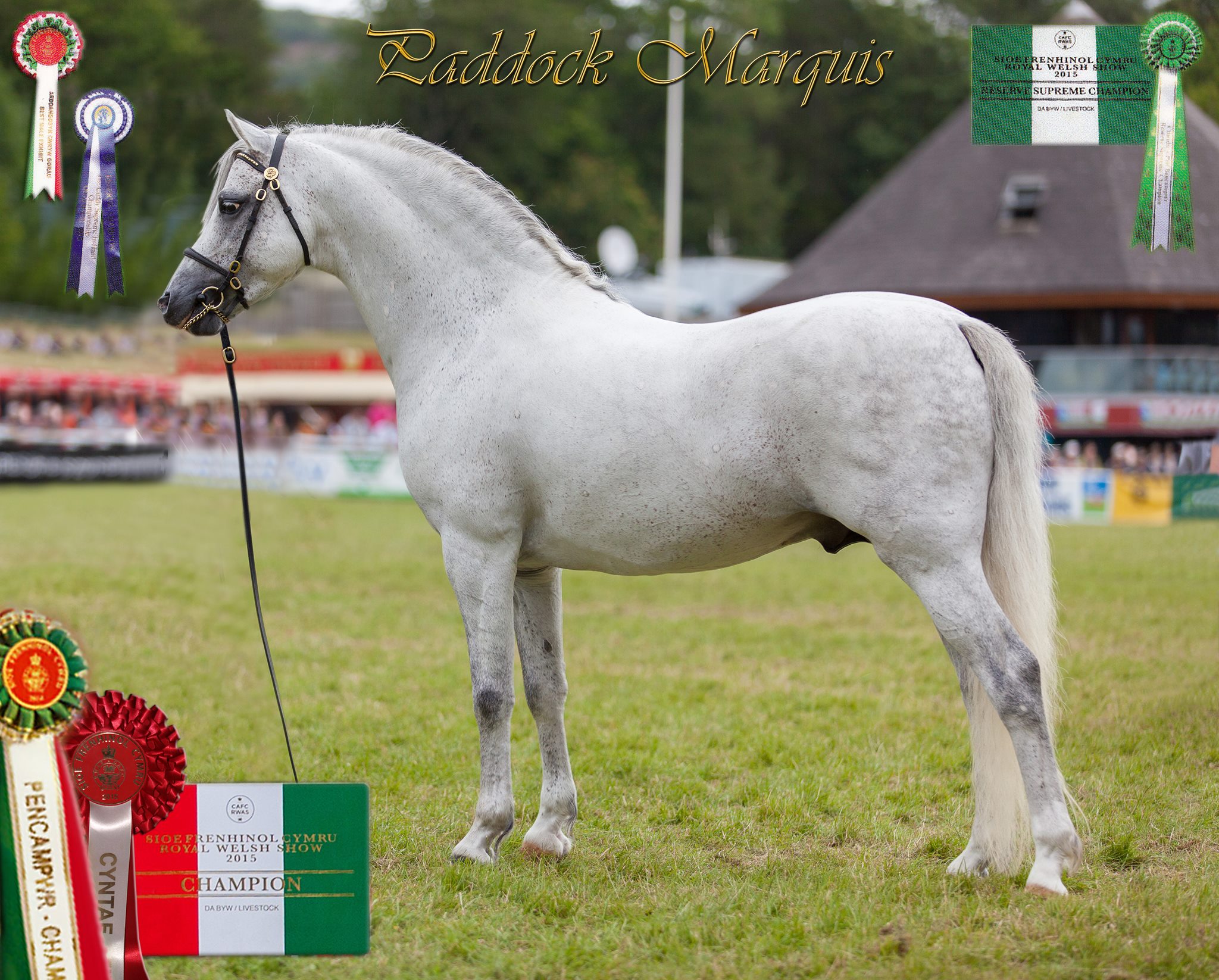 westaire-stud-stallion-paddock-marquis-moelview-charmer-boy-x