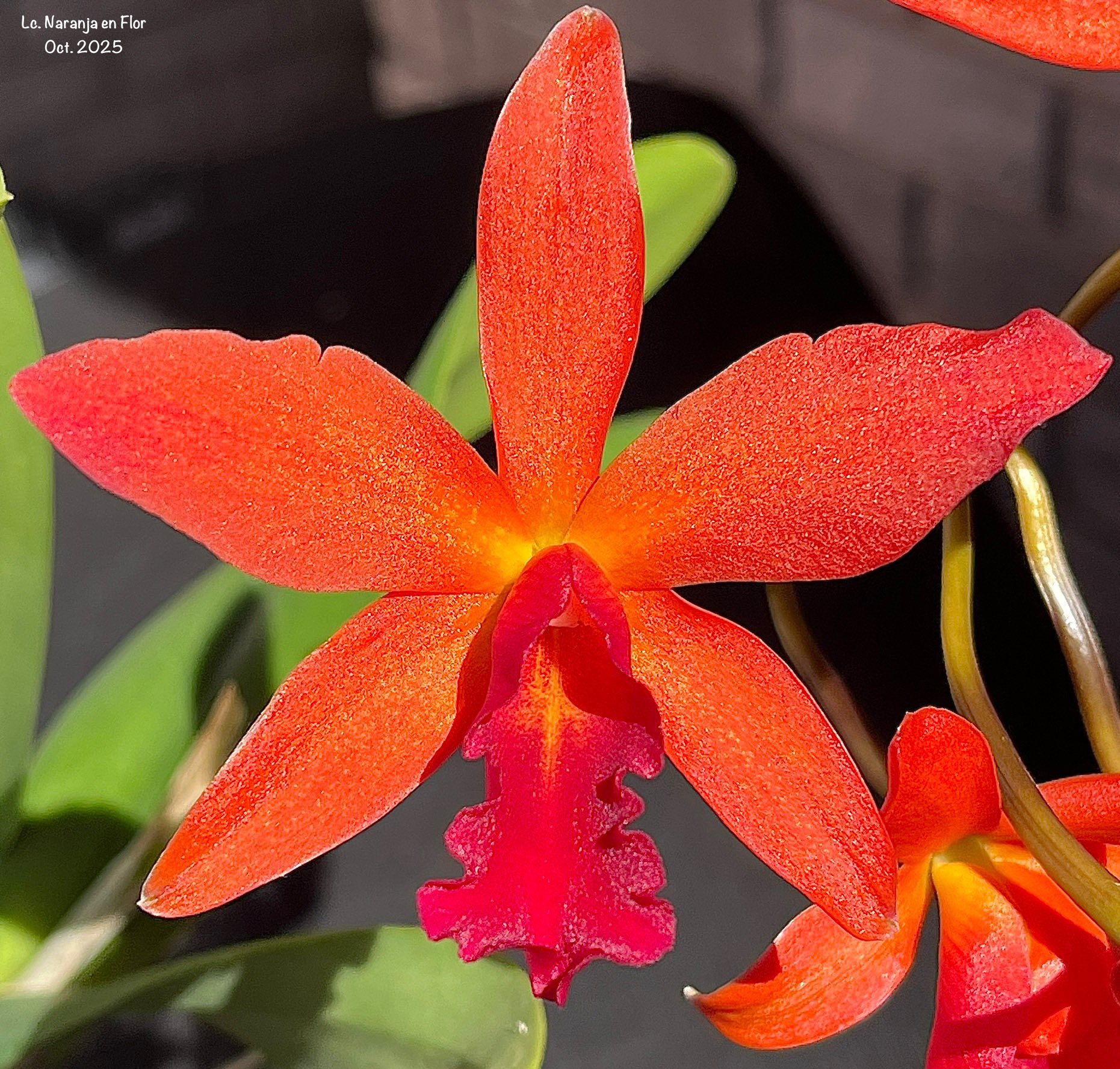 Rhyncholaeliocattleya Hawaiian Passion 'Carmela' blooms