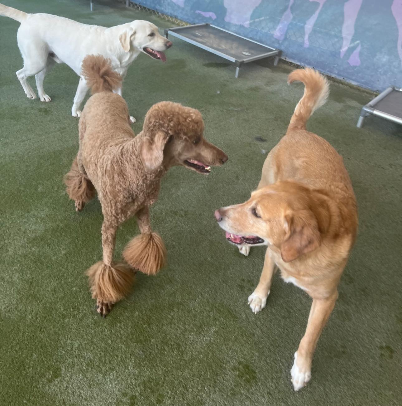Beaches Jet Set Pets | Jacksonville Beach FL