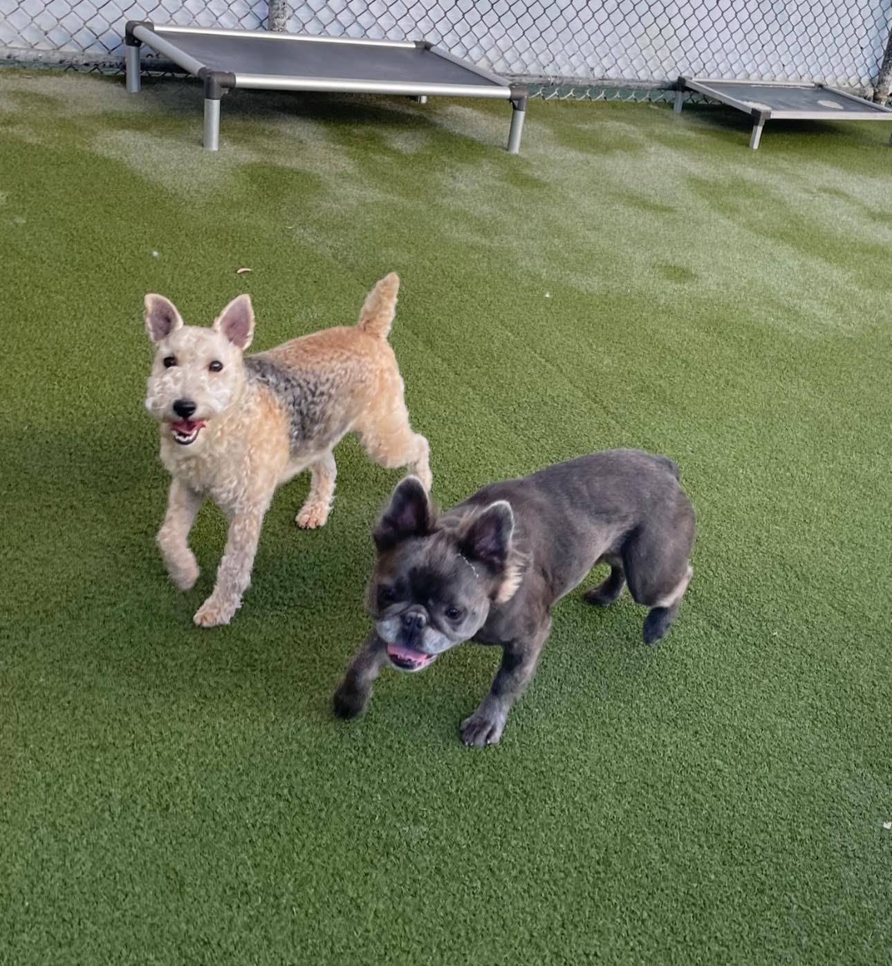 Beaches Jet Set Pets | Jacksonville Beach FL