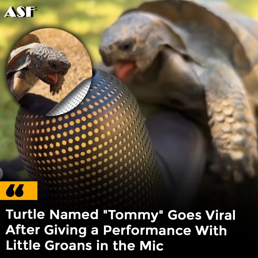Amazing - A pet tortoise nicknamed Tommy Shellby has become a viral ...