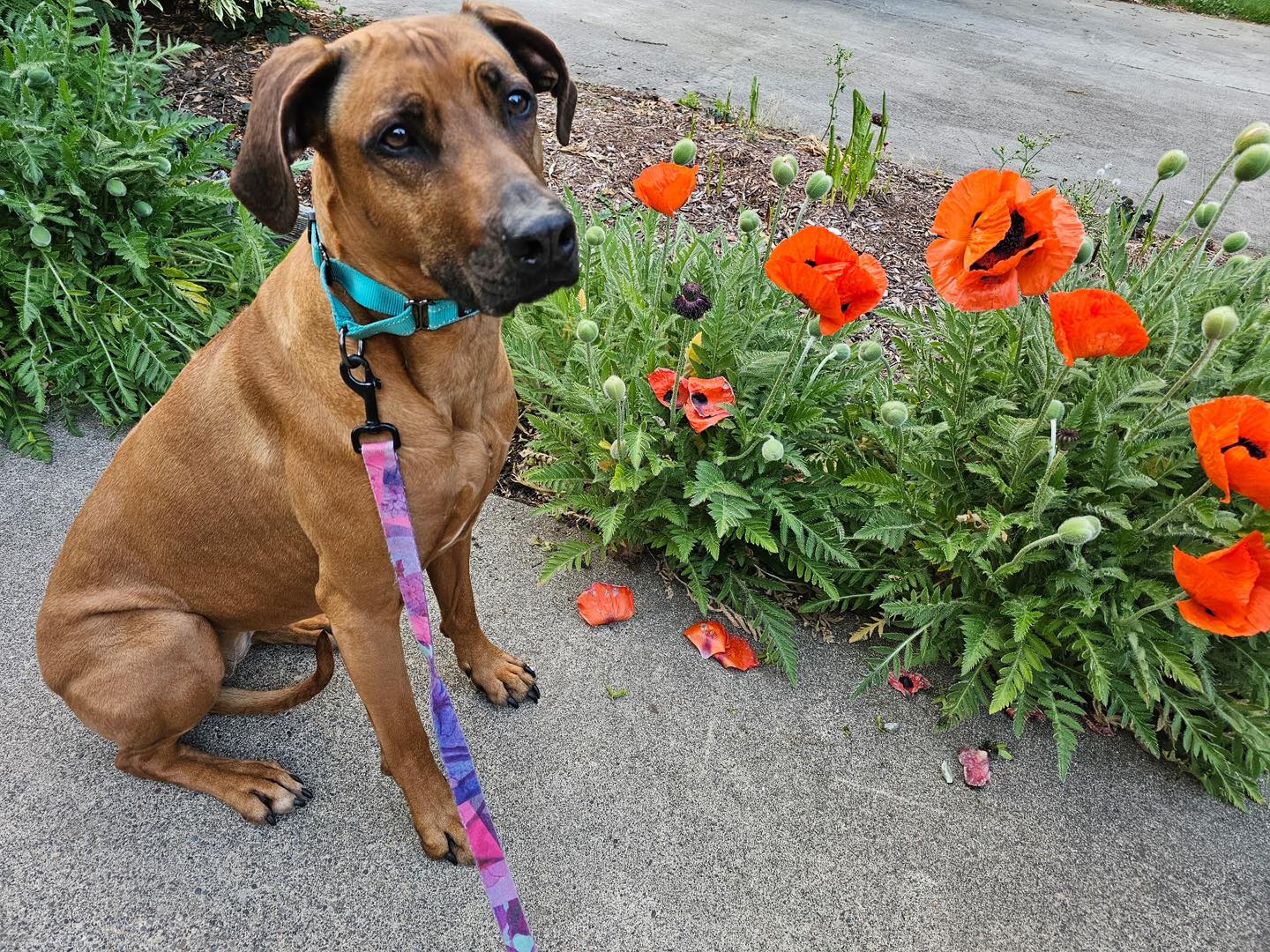 Rhodesian Ridgeback Rescue, Inc. - Pacific NW Region