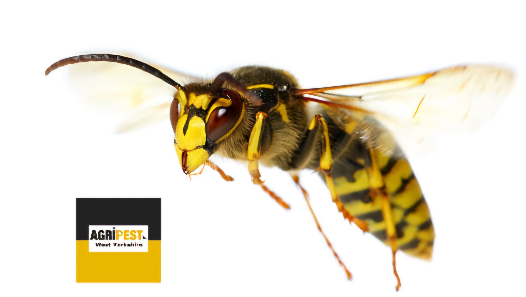 AgriPest - We had a little visitor last night! A queen wasp made her ...