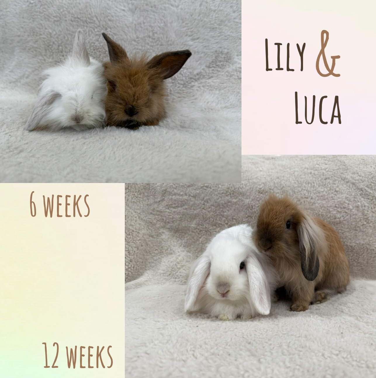 Hug-a-Bunny Rabbit Rescue | Waldwick NJ