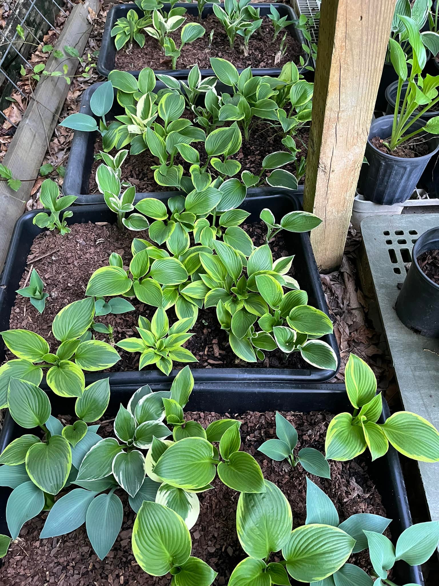 Springwater Sprouts Propagation and Plant Nursery