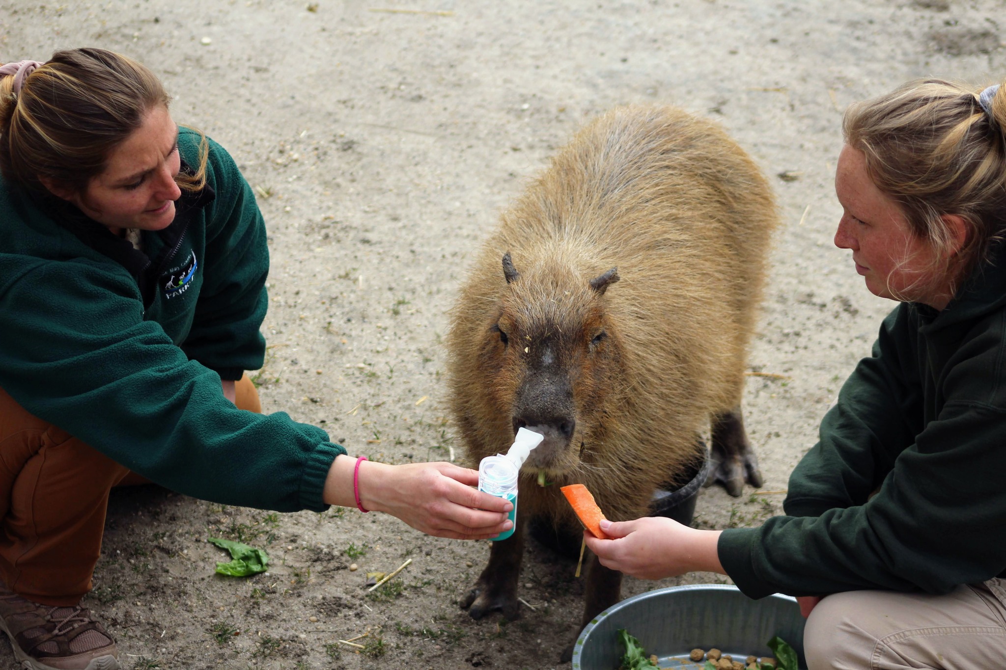 Cape - ⚕Zoo Vet's Wild Report⚕️ Budette, our geriatric capybara, loves ...