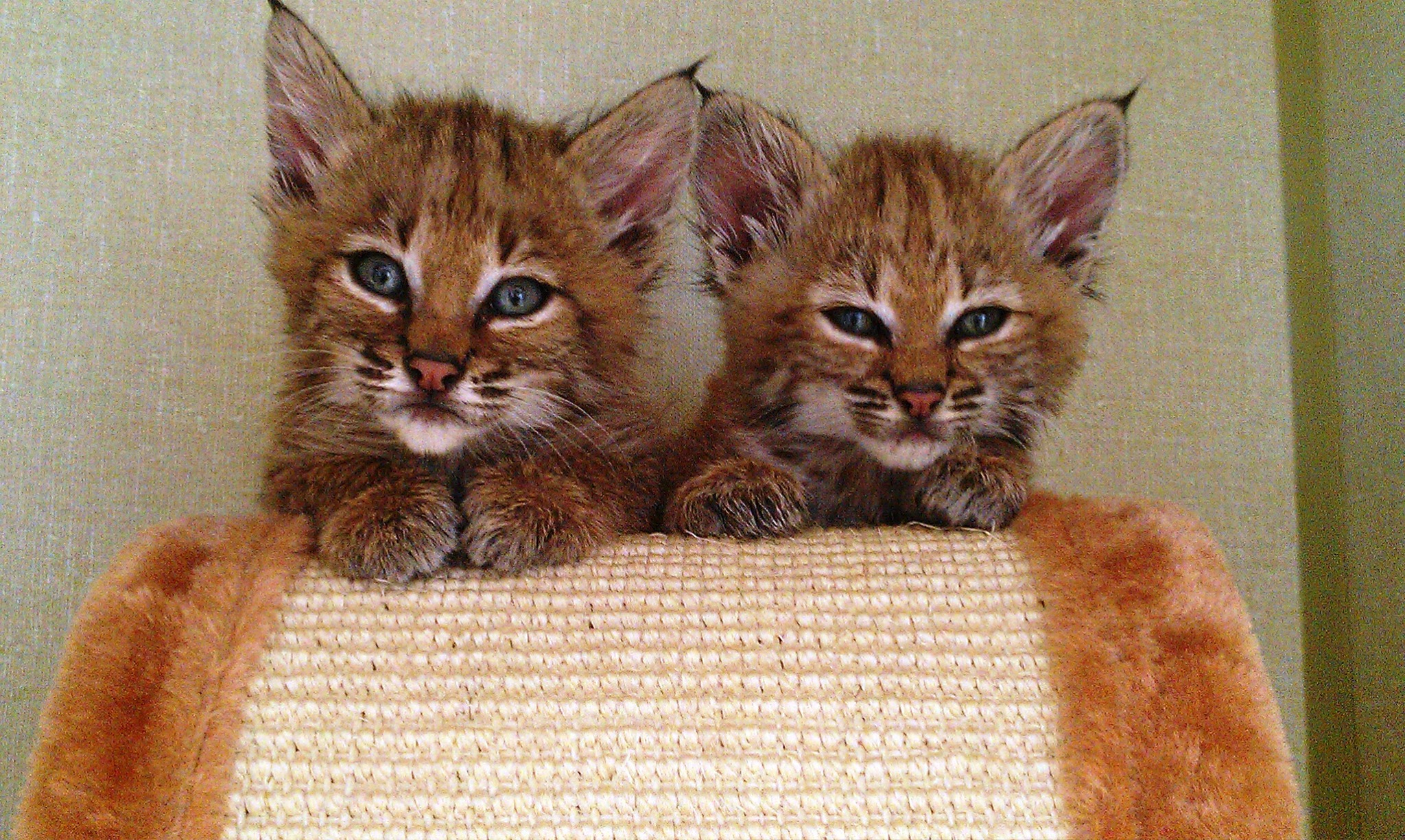 Tucson - Our Wildlife needs your help this Tuesday on Arizona Gives Day ...