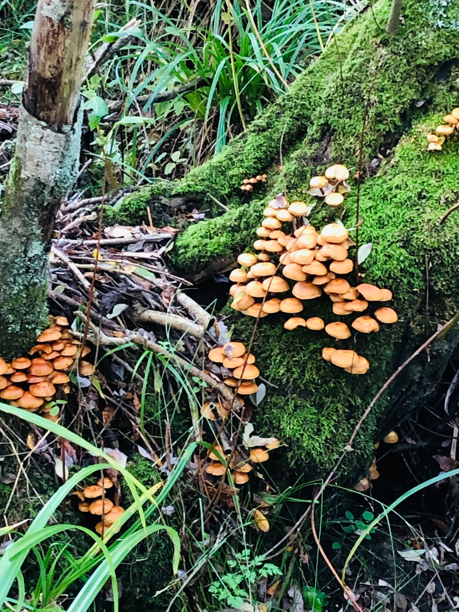 FUNGUS 完売間近！！ Fungus time again, nature is showing off.