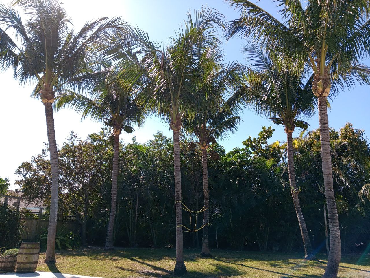 Treasure Coast Tree & Land Services | Vero Beach FL
