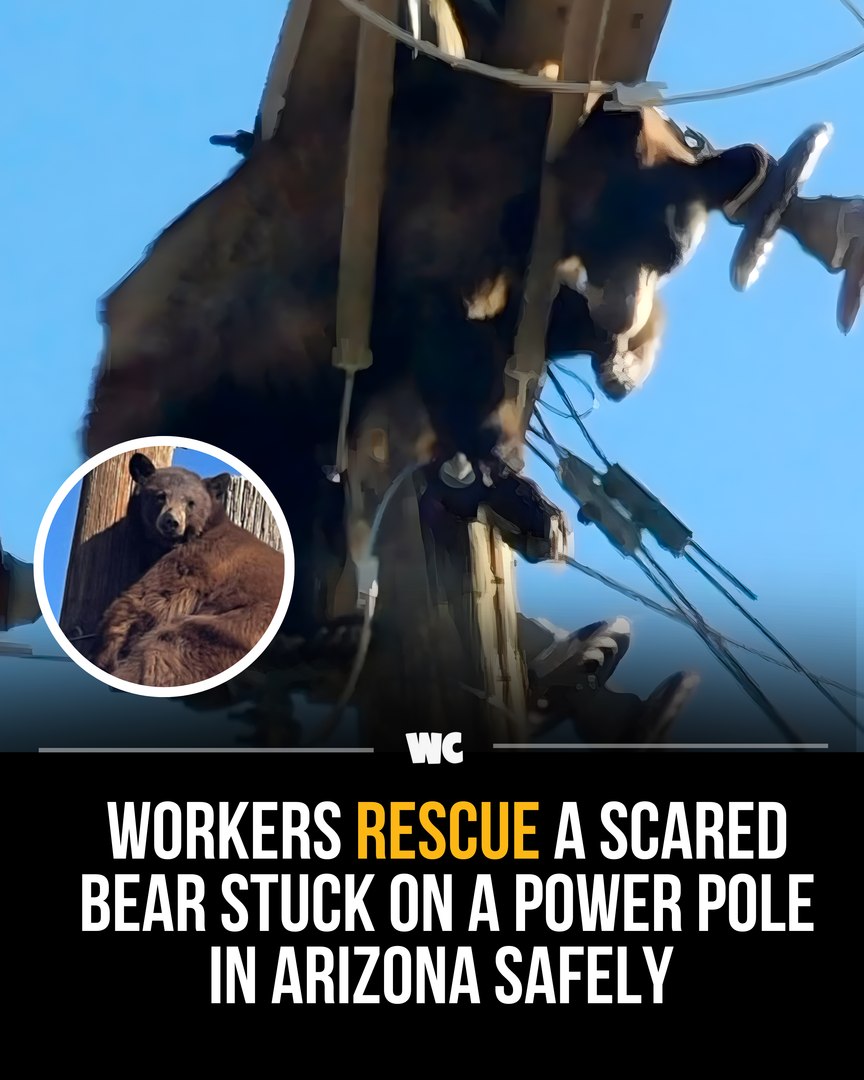 Watercooler - In Willcox, Arizona, a young bear got stuck 40 feet up a ...