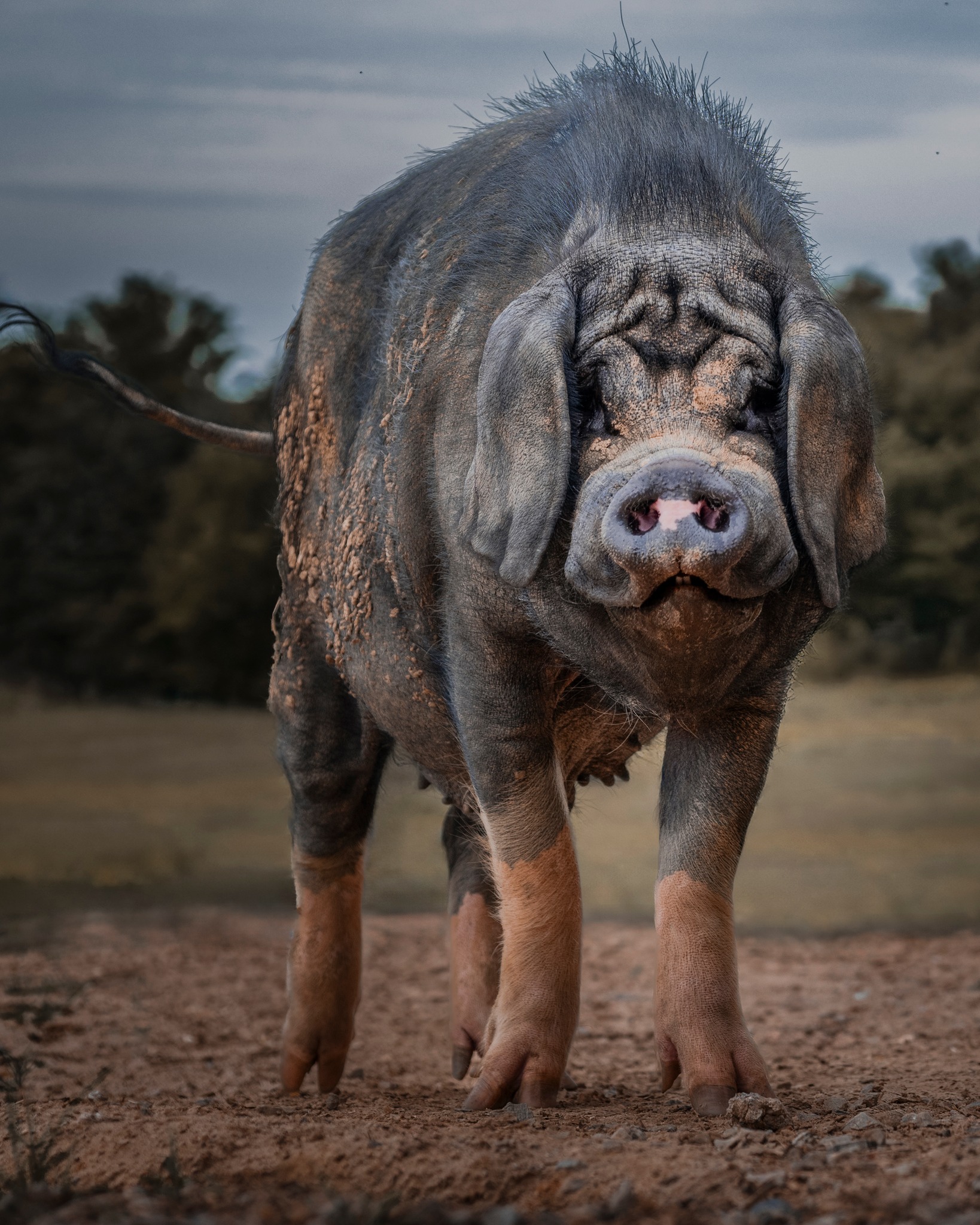 Ziggy's - Rise and shine, animal lovers! “The pig is a very high-minded ...