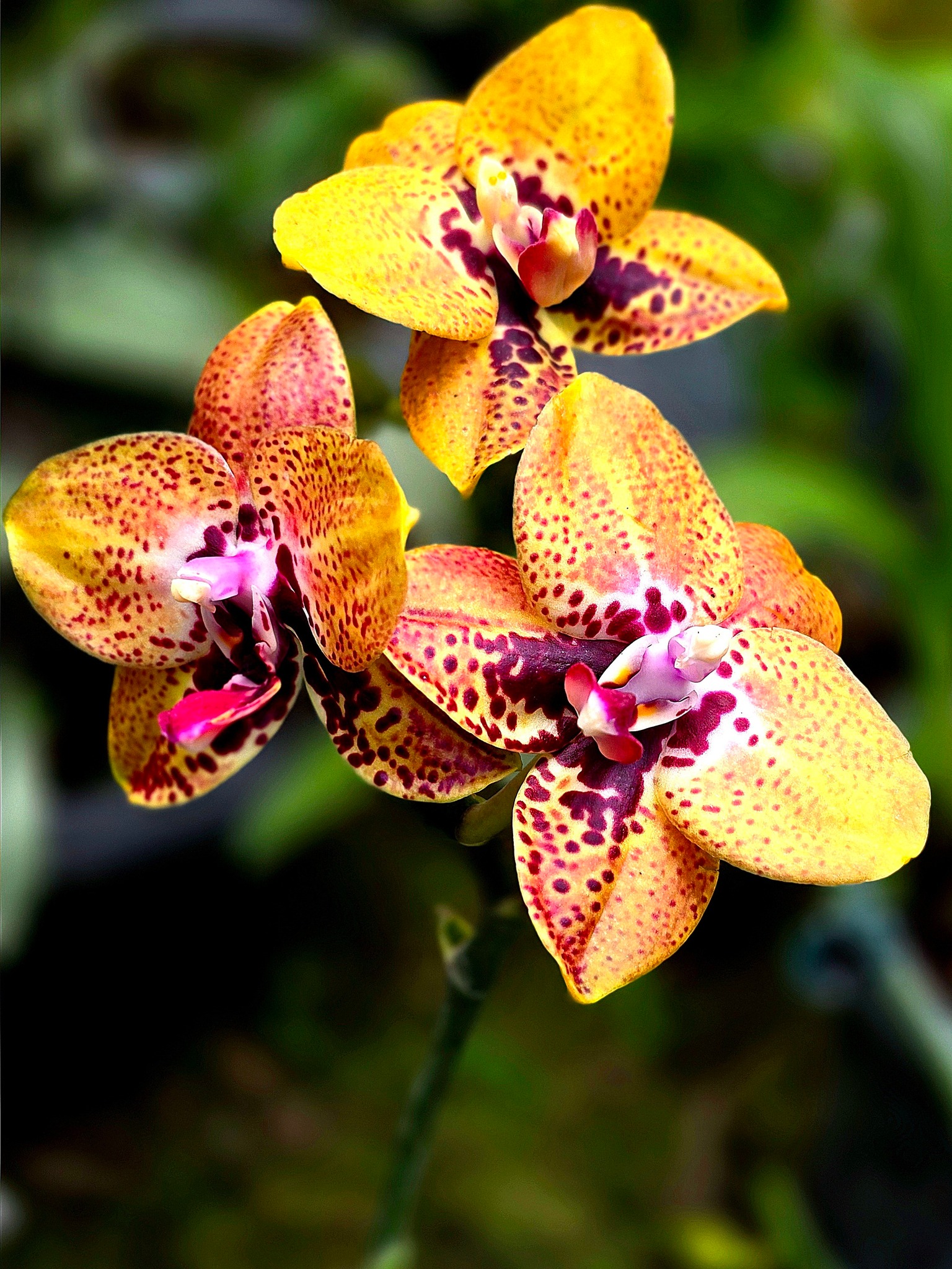 Phalaenopsis Zheng Min Anaconda