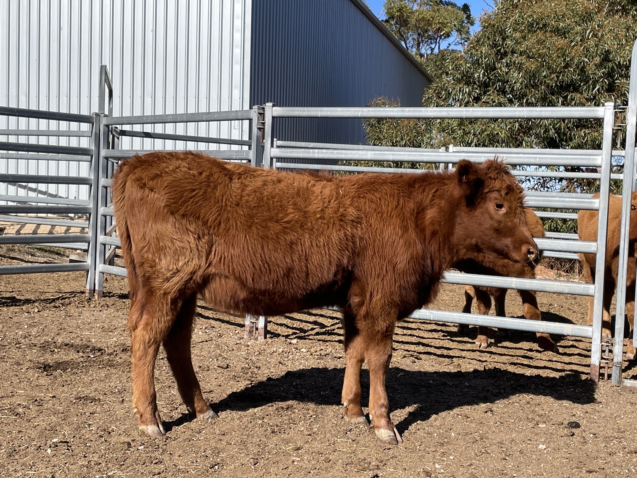 Davelle South Devons and Composites | Jamestown SA