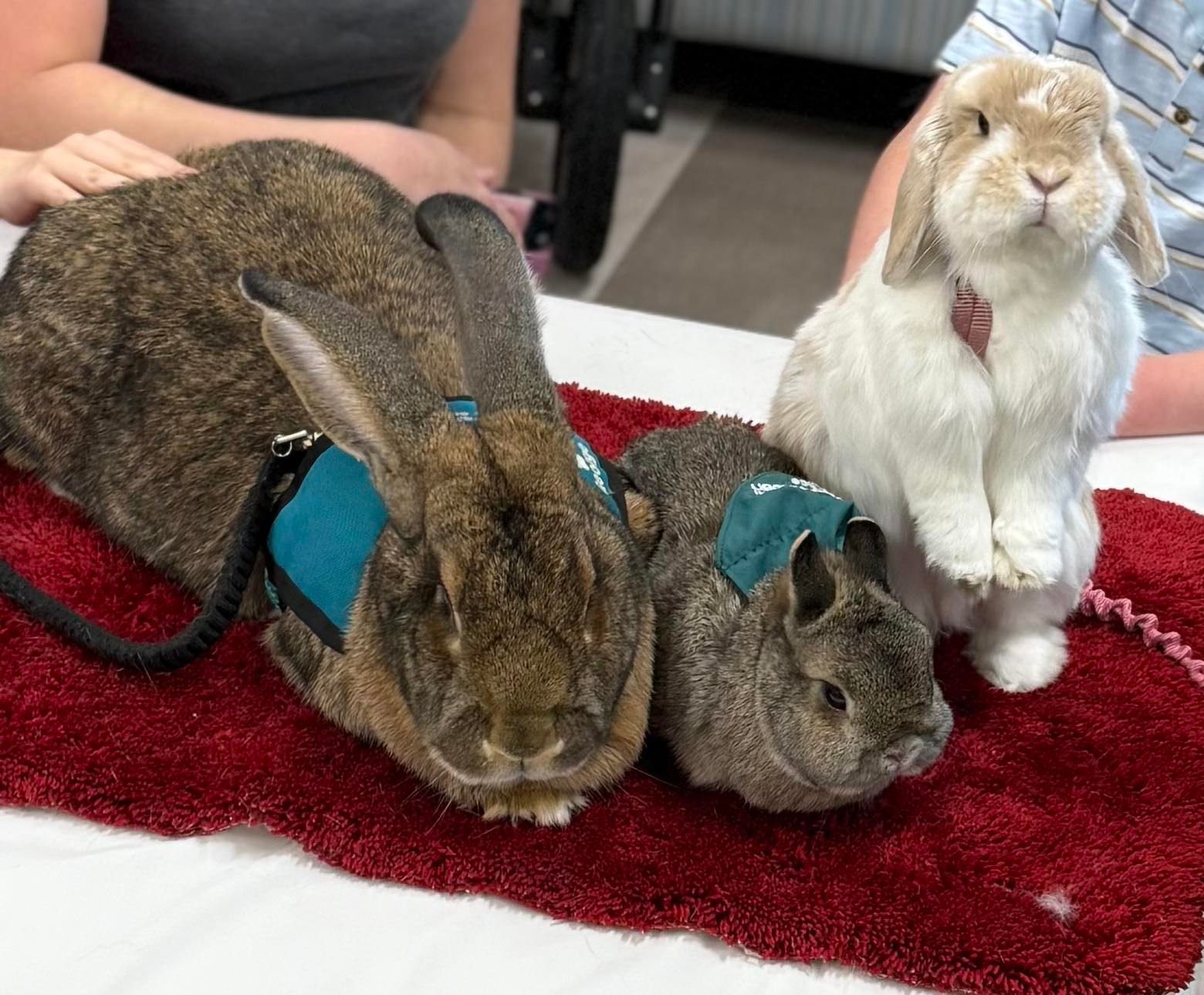 Pet Partners of Greater Cincinnati