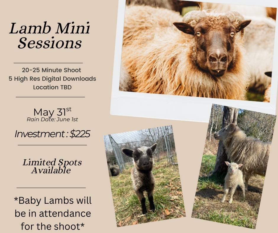 Allison - *Mini Session Announcement* Sign Up: https://calendly.com ...