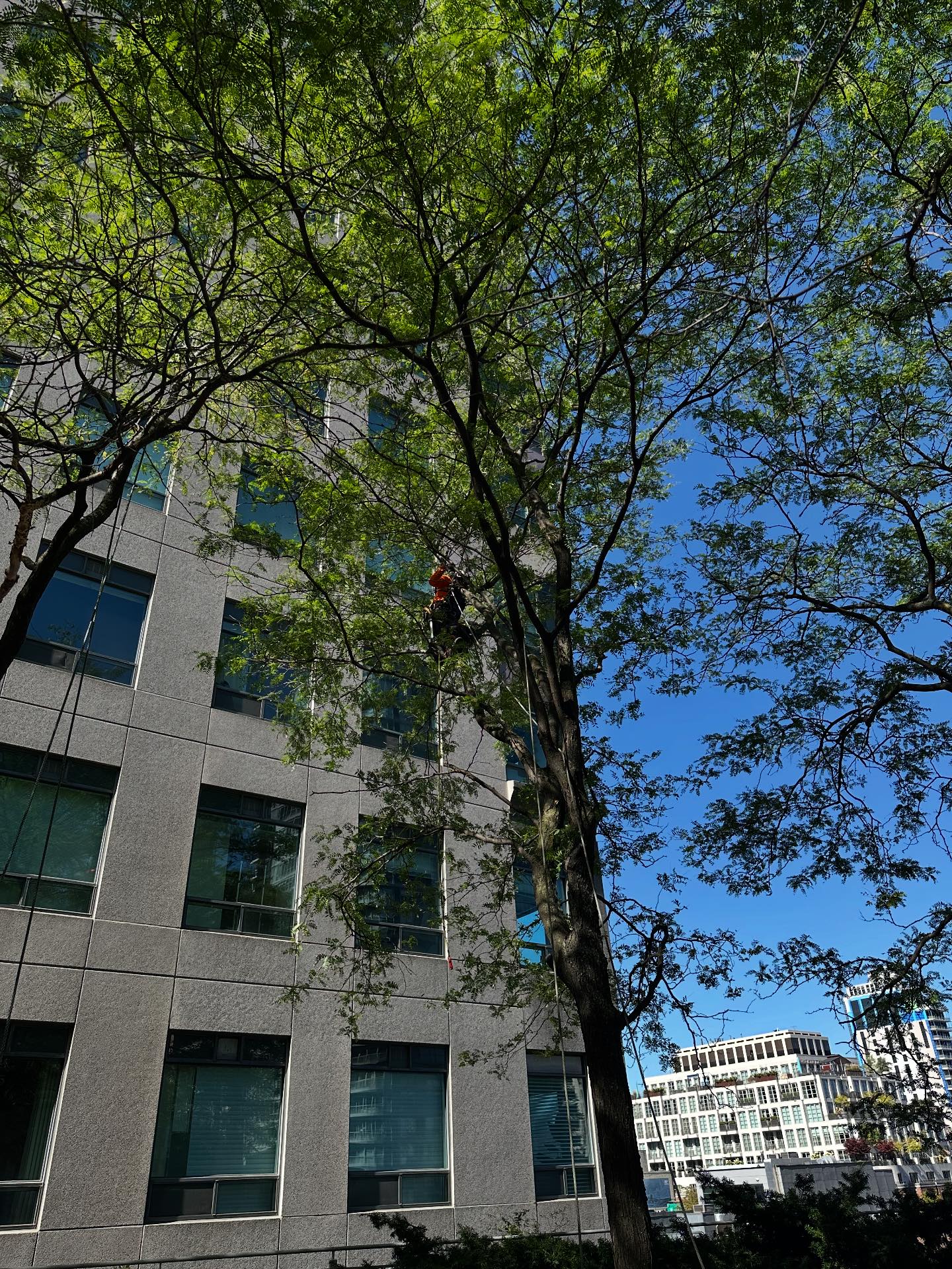 Vista Tree Management | Toronto ON