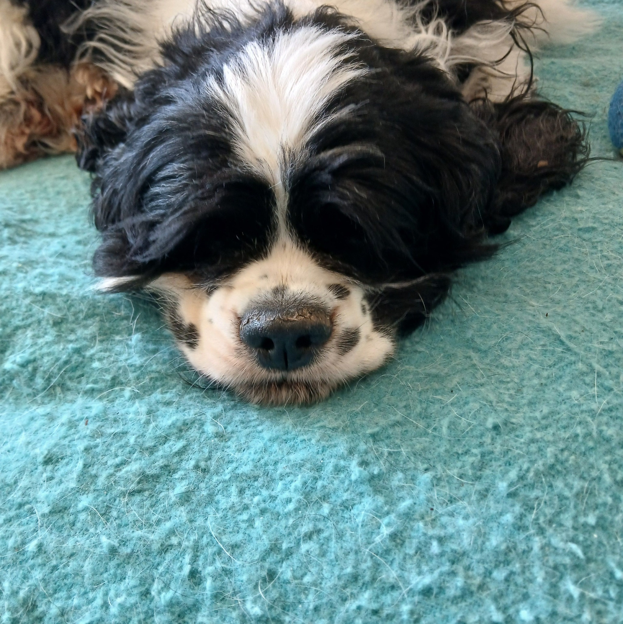 Free Cocker spaniel rescue and adoption home | Hi all! I just wanted to ...