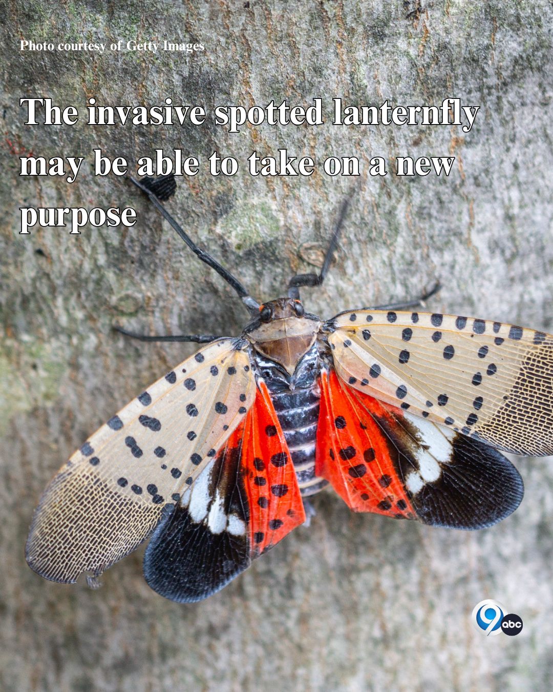 NewsChannel 9 - The invasive insect that many... | Facebook