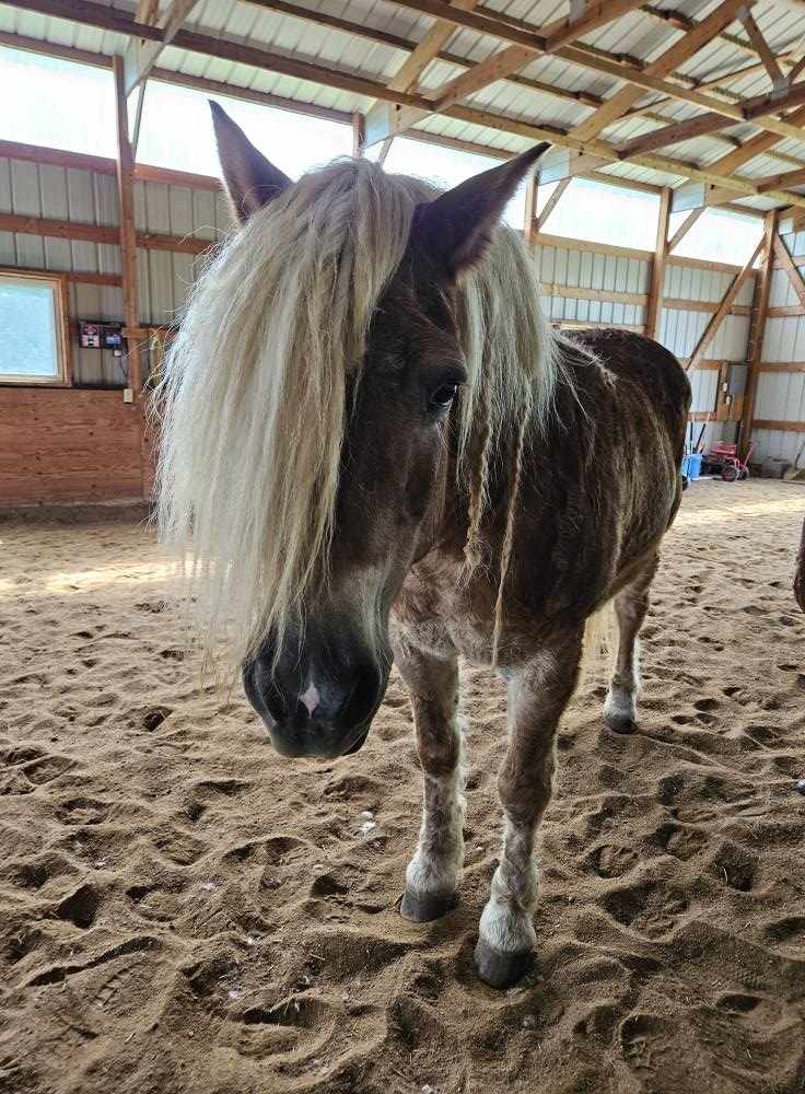 GRG Ranch Horse... - GRG Ranch Horse Rescue & Sanctuary