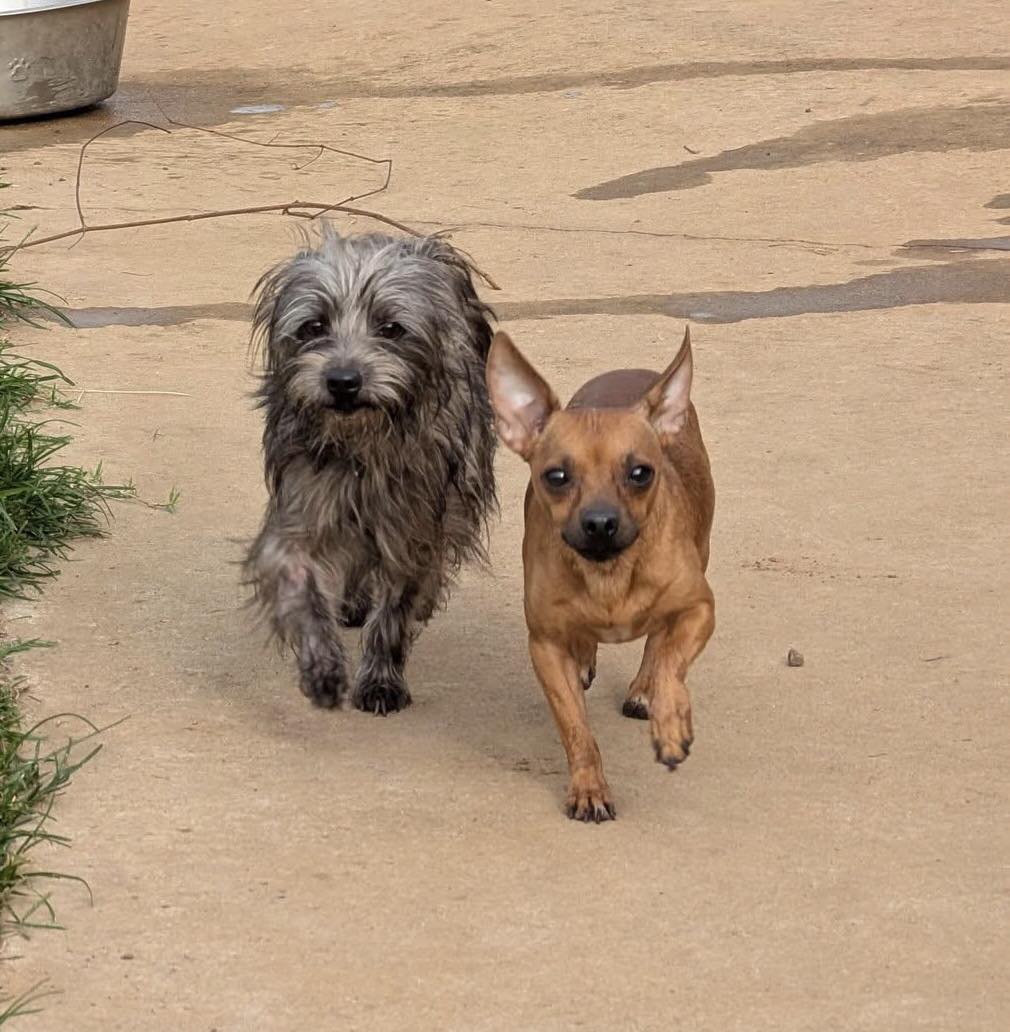 Go - ADOPTED TOGETHER !! How nice to keep your BFF ! How are these 2 ...