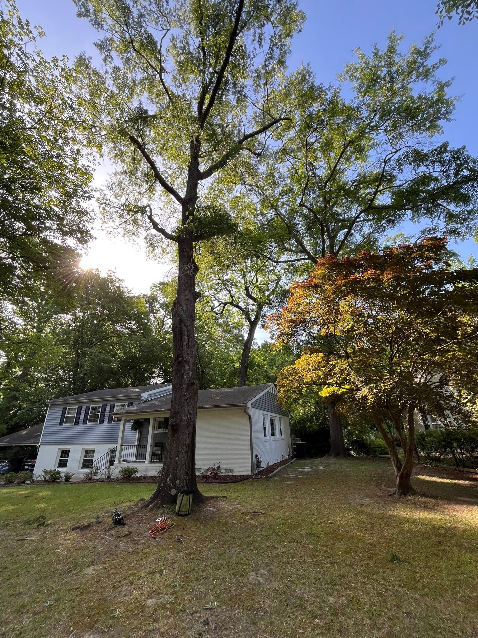 Ultimate Tree Service | Greenville NC