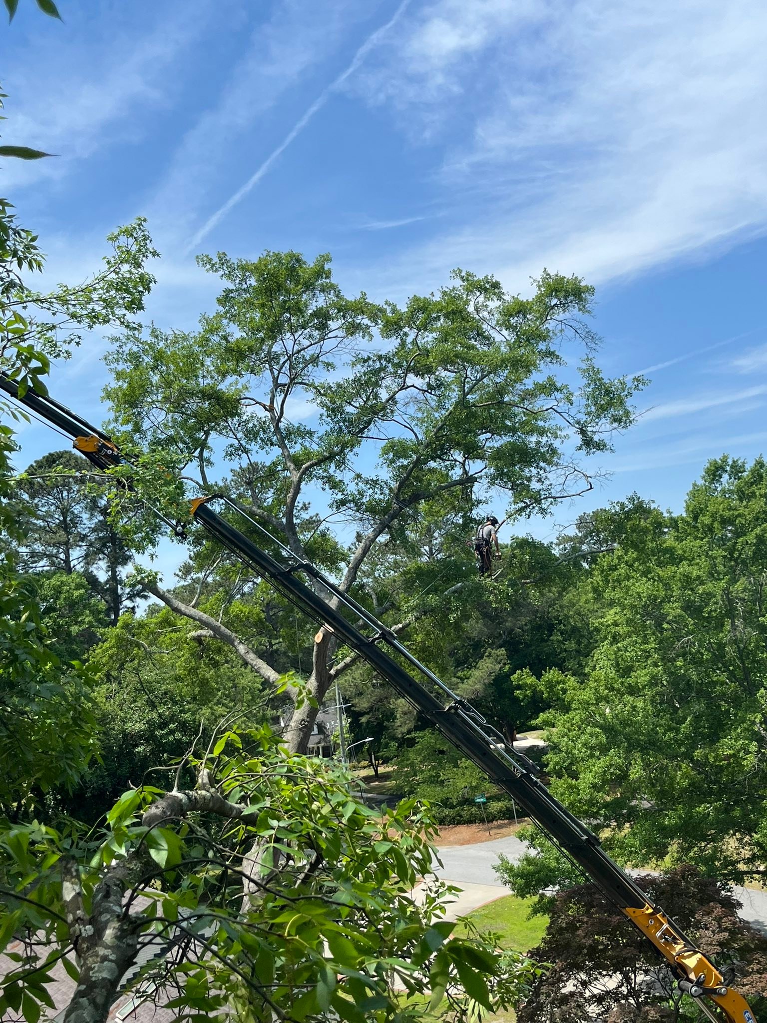 Ultimate Tree Service | Greenville NC