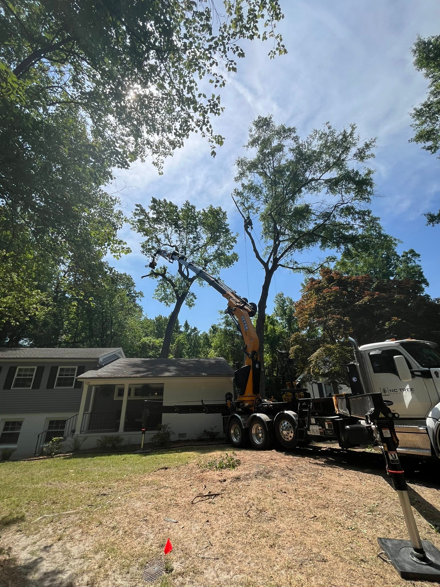 Ultimate Tree Service | Greenville NC