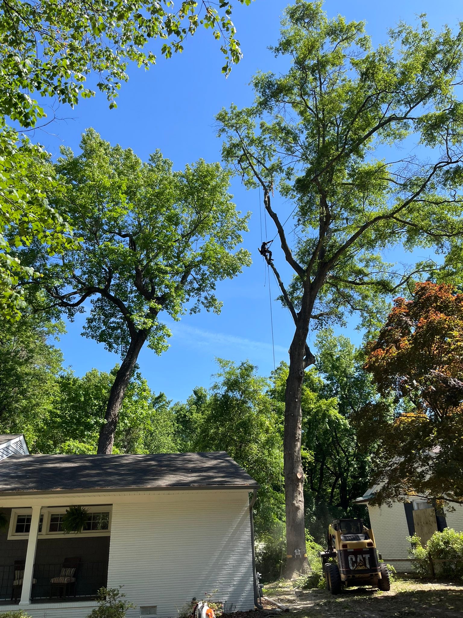 Ultimate Tree Service | Greenville NC