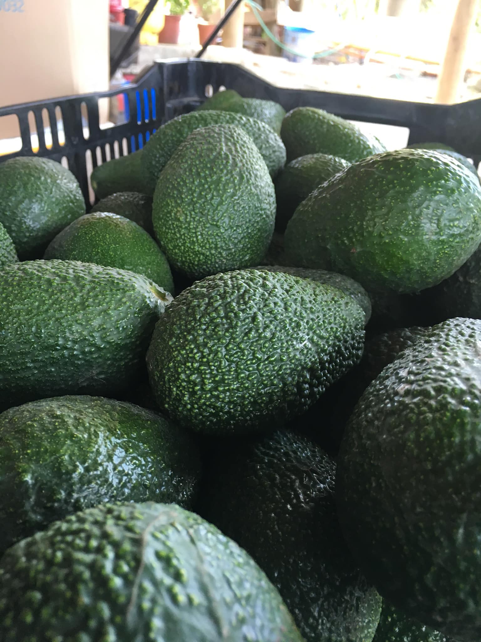 Paltas Quillota La Palma - Volvemos en la mejor temporada y la más ...