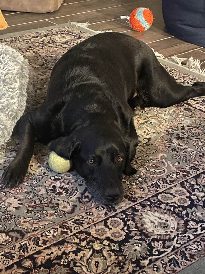 Heartland Lab Rescue | Oklahoma City OK