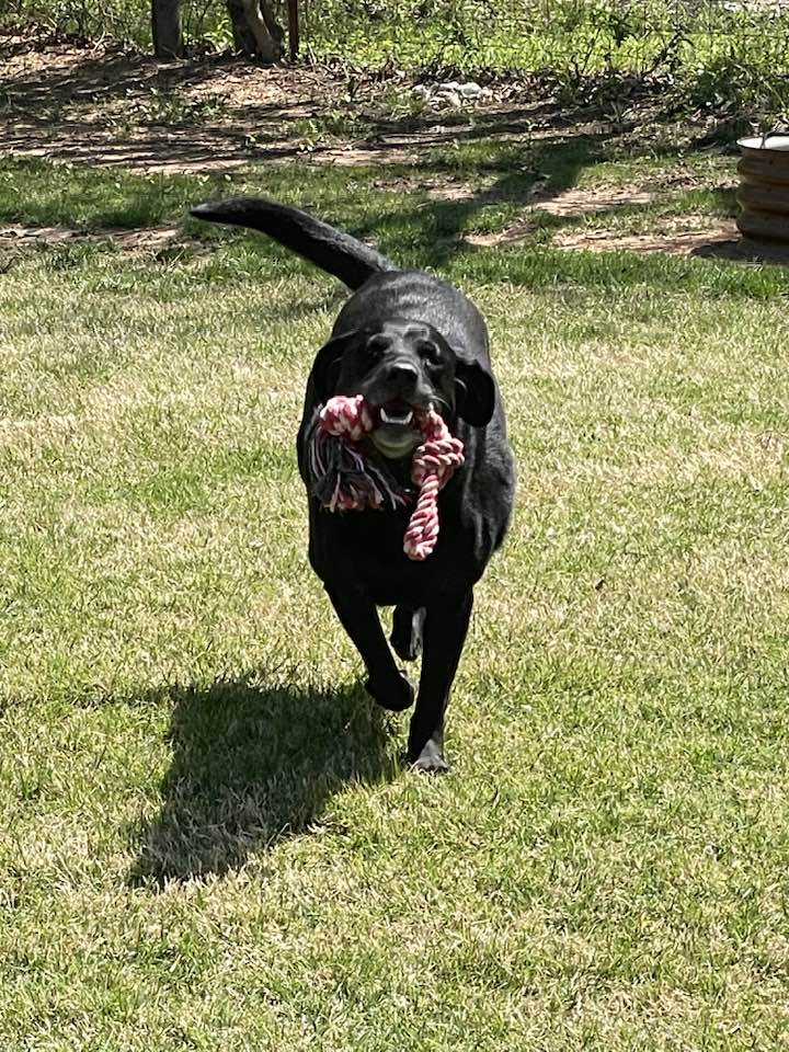 Heartland Lab Rescue | Oklahoma City OK