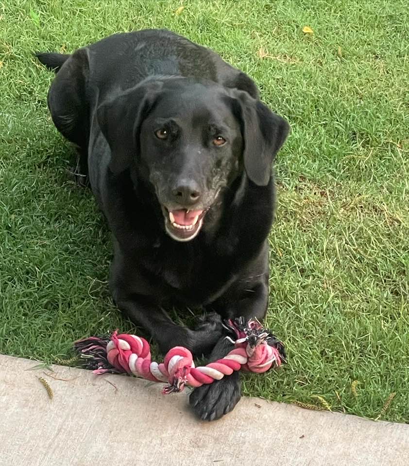 Heartland Lab Rescue | Oklahoma City OK