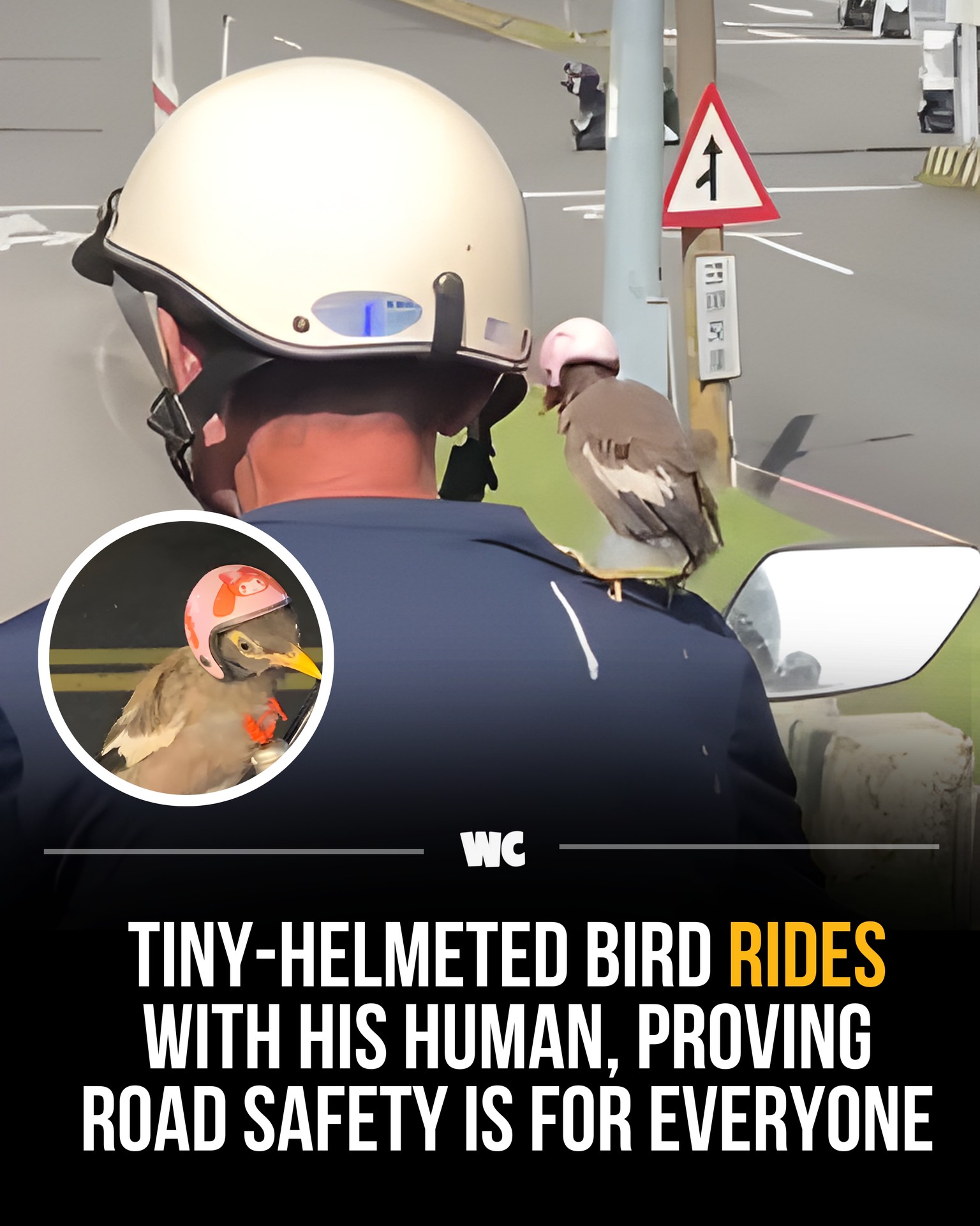 Watercooler - A tiny bird sporting a miniature helmet rides shotgun ...
