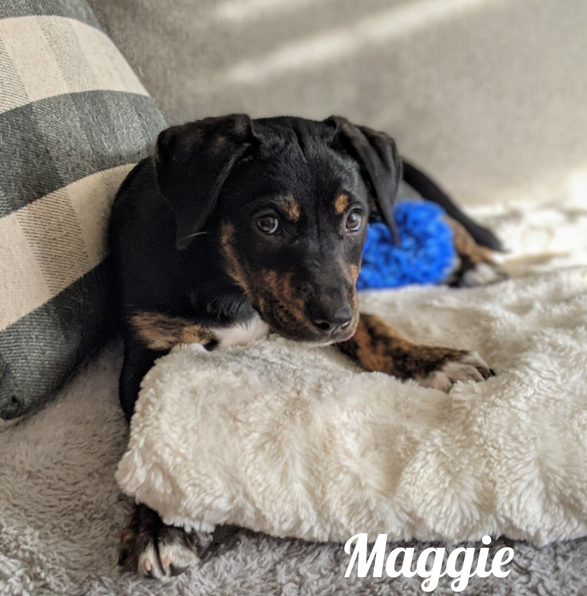 Adopt Me - Pups in Rescue... - Adopt Me - Pups in Rescue