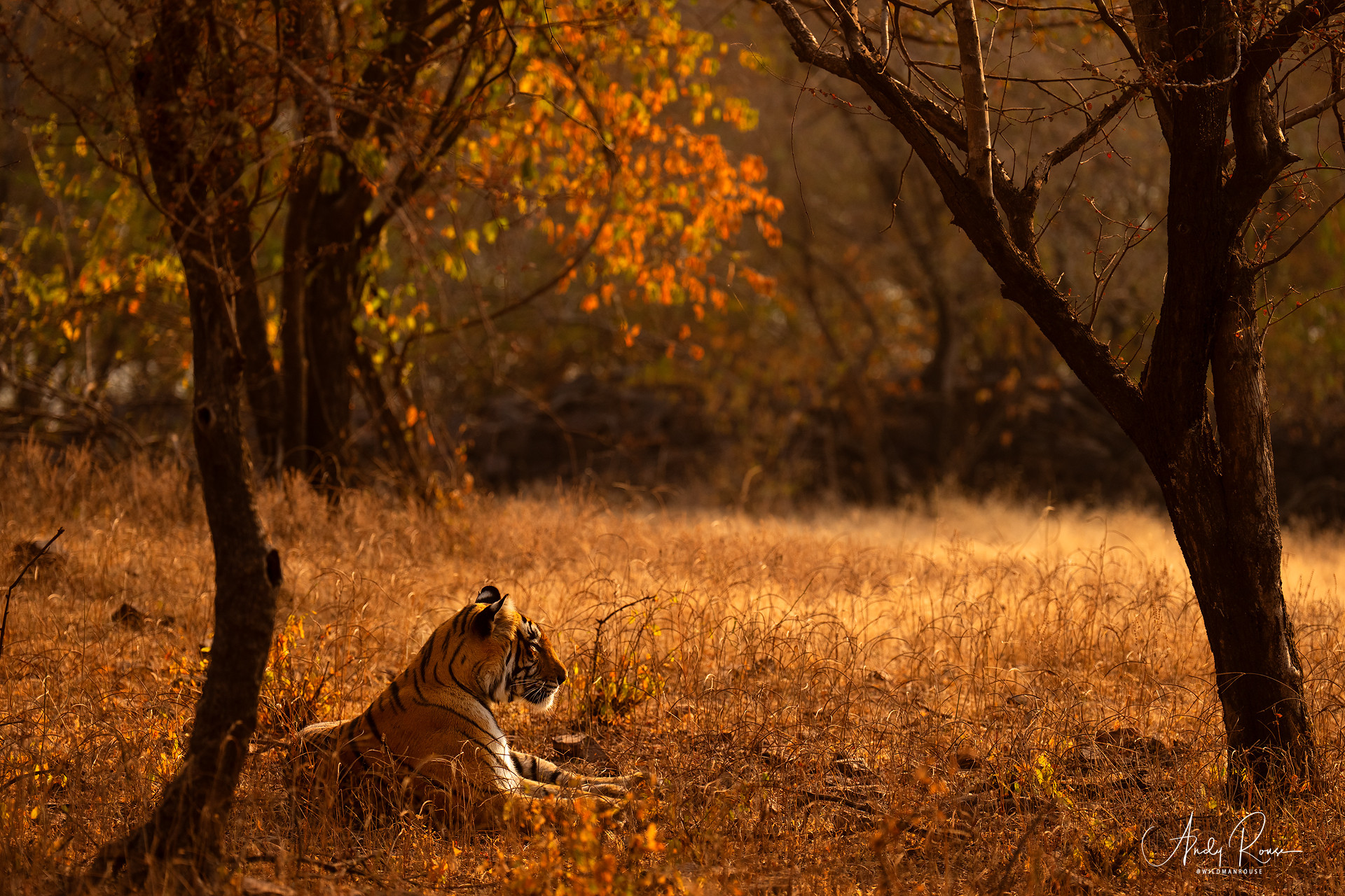 Ranthambhore is more than just... - Andy Rouse Photography