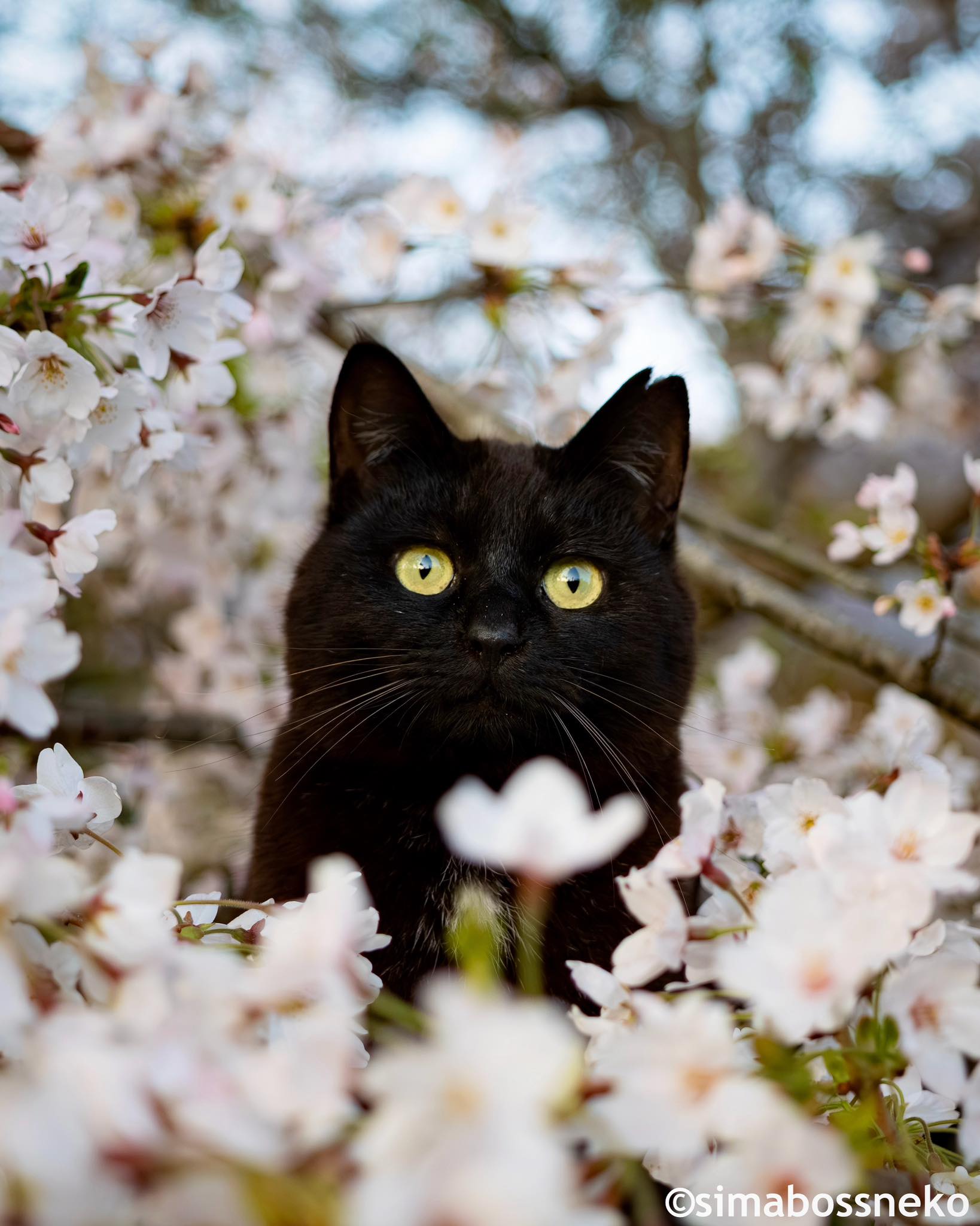 桜からひょっこり✨ A cat popped its head out from behind the 