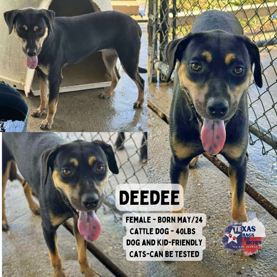 T... - Texas Rags To Riches Rescue - Atlantic Canada Adoptions