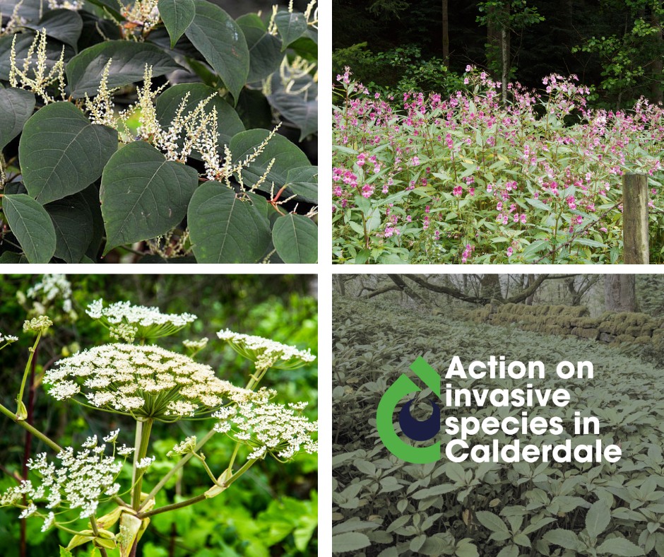 Calderdale - 🌱 It's Invasive Species Week! Invasive non-native species ...