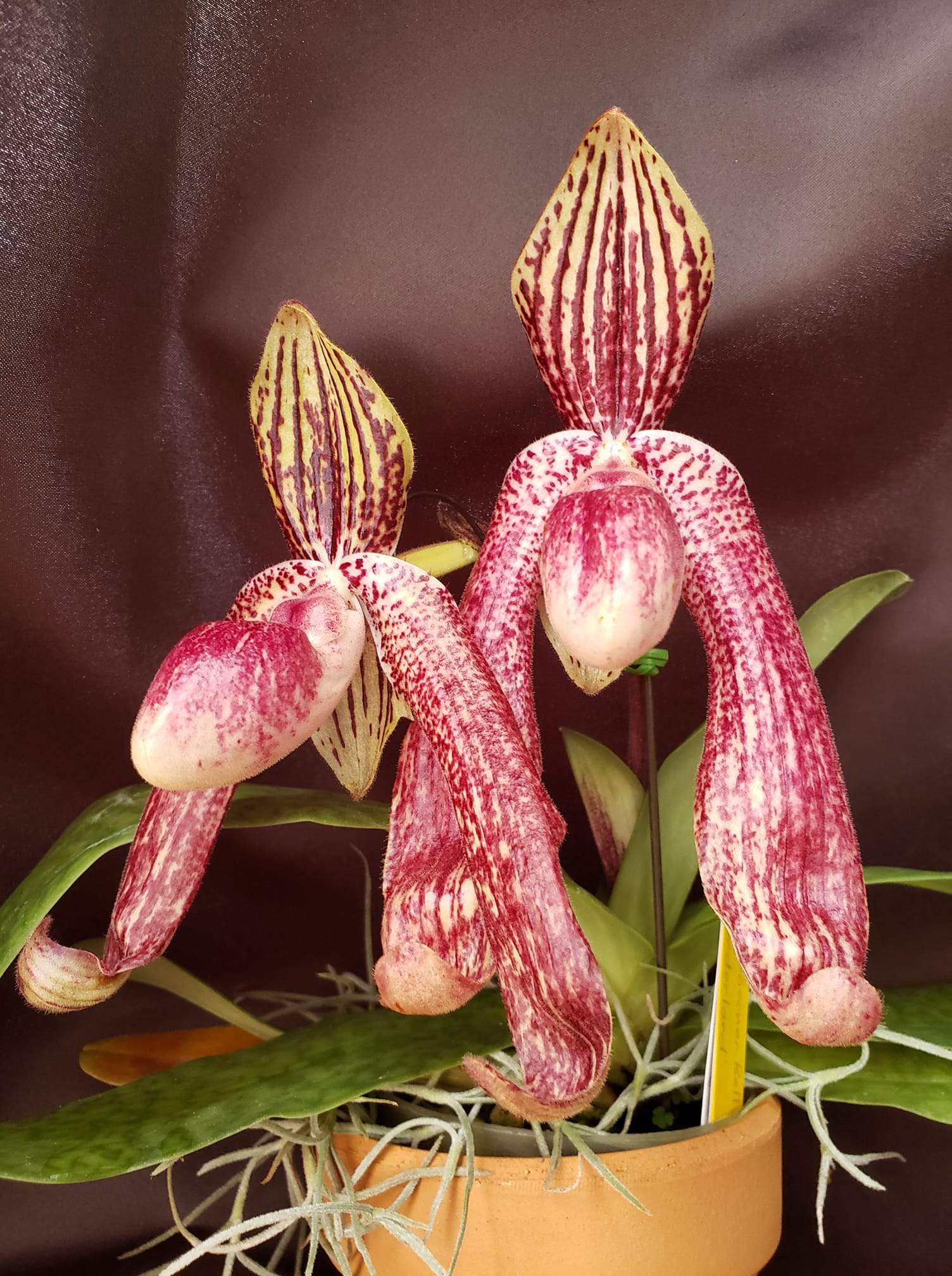 Paphiopedilum Bell Royal x sanderianum looking gorgeous!!