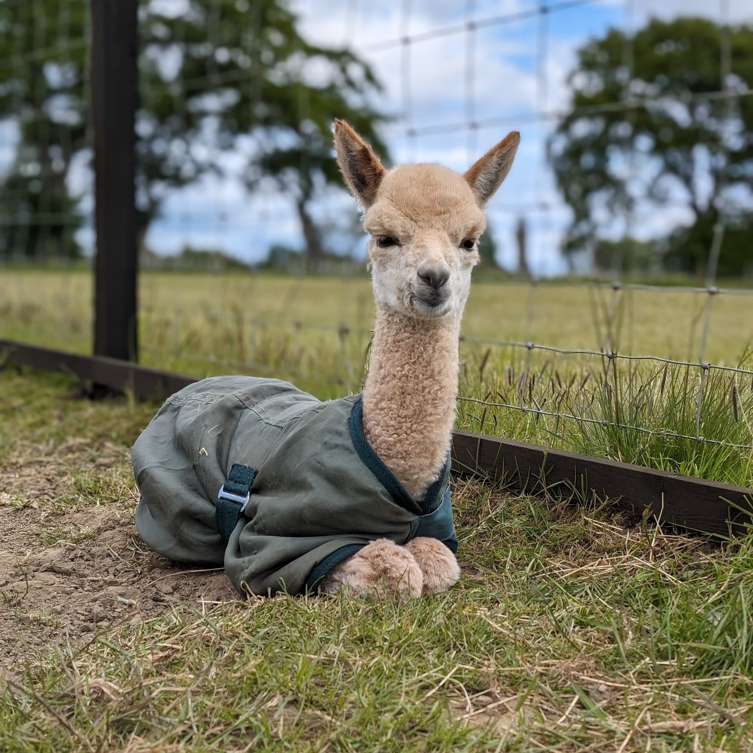 Bowbridge - Ever wondered what it takes to care for a newborn alpaca ...