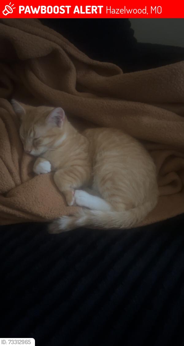 Lost orange tabby cat in Hazelwood, MO