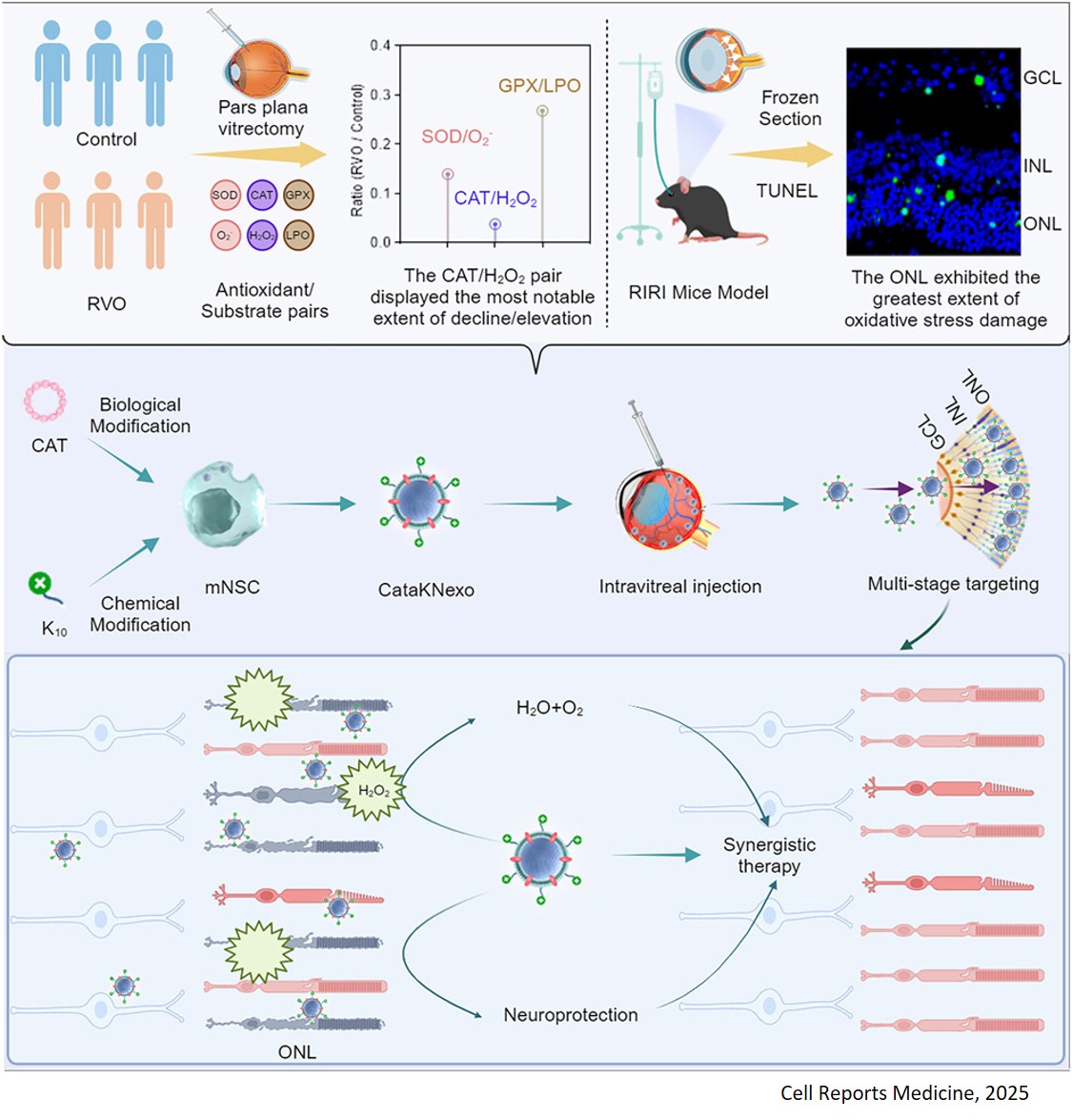 Neural stem cell exosomes to... - Science News Highlights | Facebook