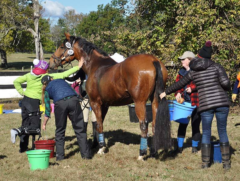 Hagyard Equine Medical Institute | Lexington KY
