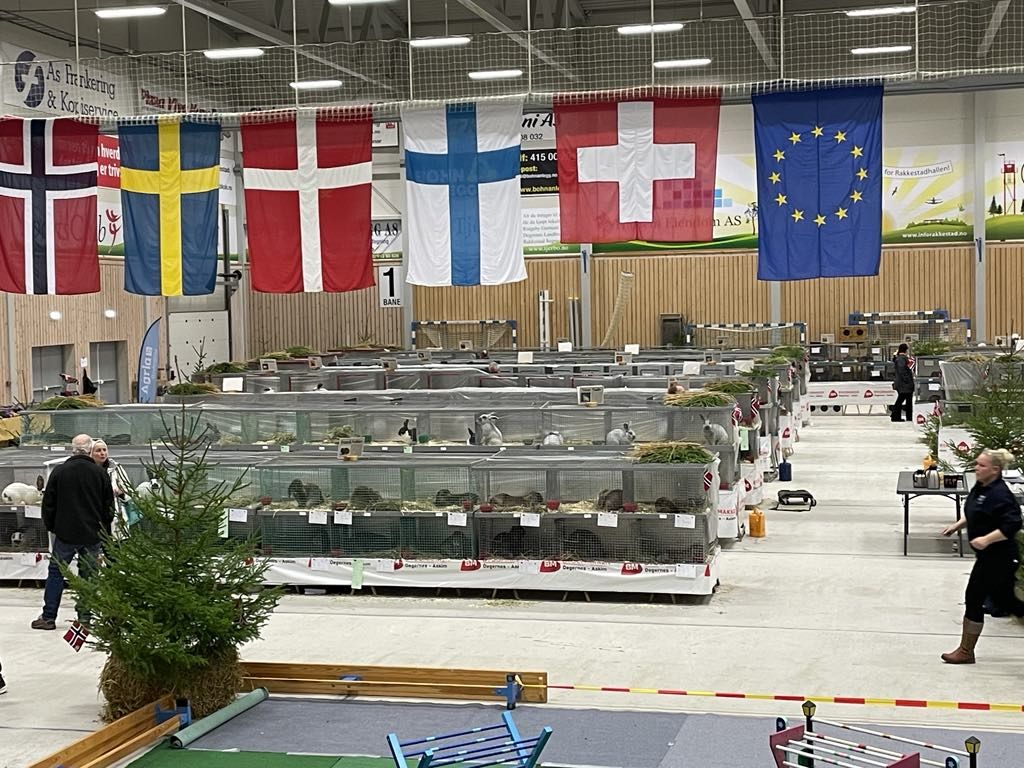ANMELDELSE I DET NYE... - Danmarks Kaninavlerforening | Facebook